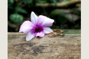 Heiraten unter Palmen in der Biosphäre Potsdam